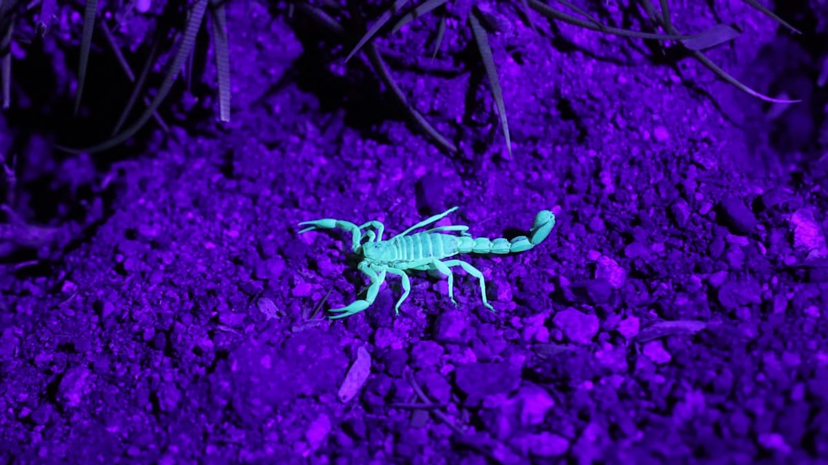 Photo by Shayna “Bepple” Take arizona bark scorpion on rocks