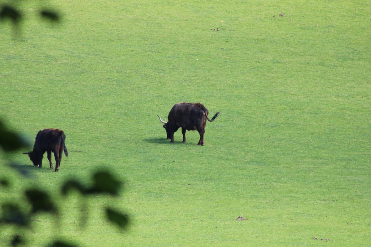 a couple of cows grazing in a field