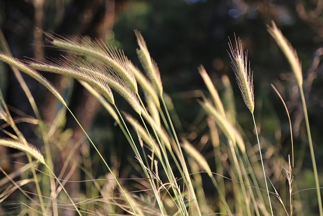 Virgo Daily Horoscope for Today