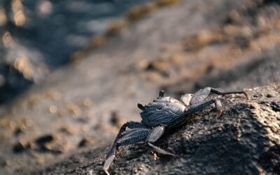 Cancer Daily Horoscope: Your Zodiac Reading Today