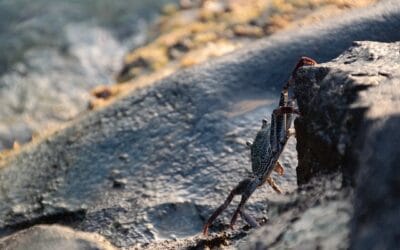 Cancer daily horoscope: Your insights for December 18, 2025