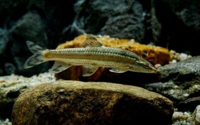 Pisces daily horoscope: Love & luck for December 17, 2025