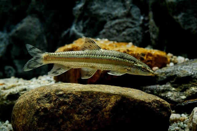 Pisces daily horoscope: Love & luck for June 17, 2025