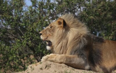 Leo daily horoscope: Your December 18, 2025 insights